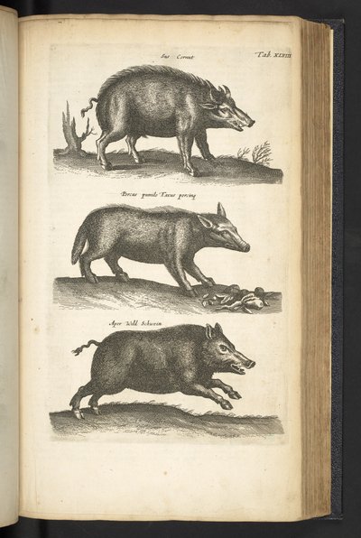 Tab XLVIII, Cinghiale, Illustrazione da 