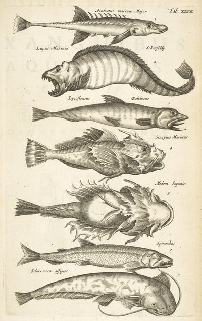 Tab XLVII, Specie di pesci, Illustrazione da 