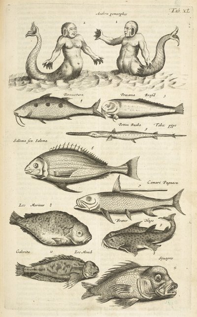 Tab XL, Antropomorfi; Sirena; Tritone; Pesce tropicale, Illustrazione da 