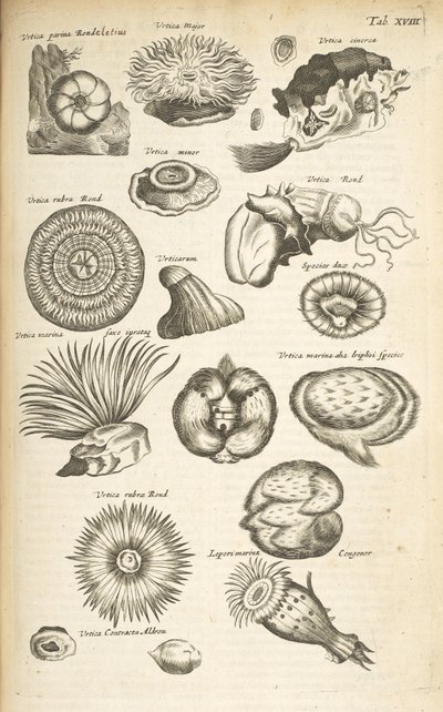 Tab XVIII, Vita marina, Illustrazione da 