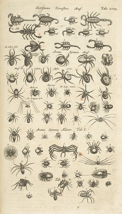 Tab XVIII, Scorpioni terrestri e aracnidi, Illustrazione da 