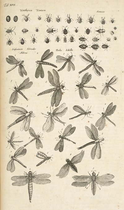 Tab XVII, Libellule, Illustrazione da 