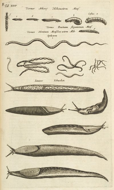 Tab XXIV, Lumache e vermi, Illustrazione da 