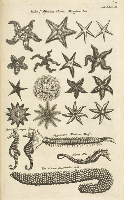 Tab XXVIII, Stelle marine e cavallucci marini, Illustrazione da 