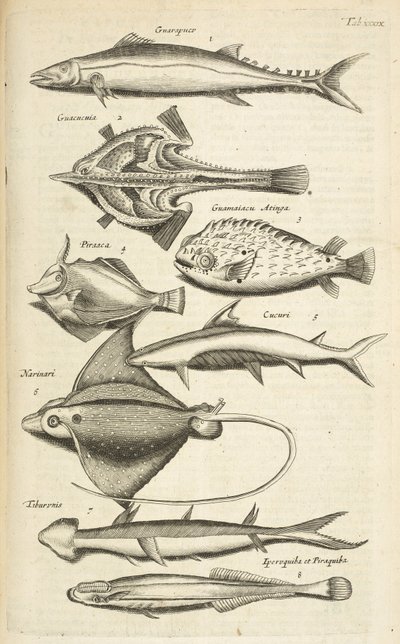 Tab XXXIX, Specie di pesci, Illustrazione da 