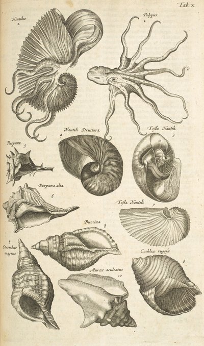 Tab X, Polpo e conchiglie di Nautilus, Illustrazione da 