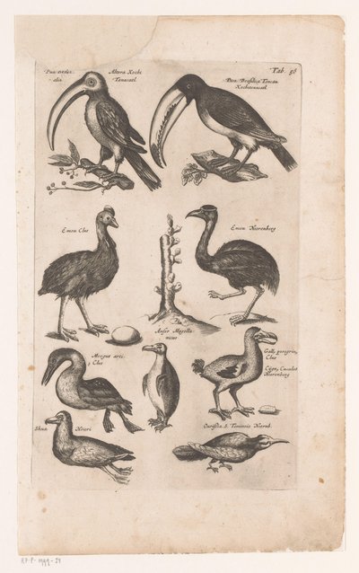Tucani e altri uccelli da Matthaus Merian