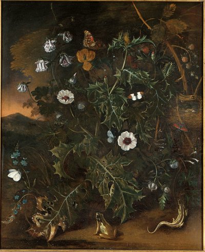 Cardi, rovi, papaveri e altre piante da Matthias Withoos