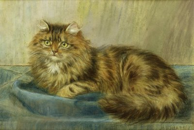 Gatto persiano da Maud D. Heaps