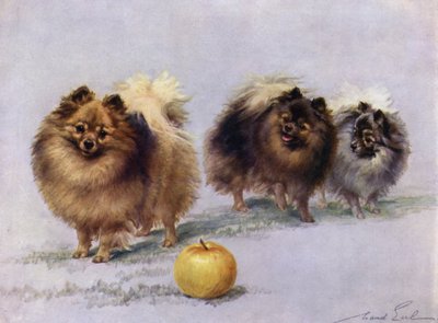 Tre dei campioni di Pomerania di Mrs Hall Walker da Maud Earl