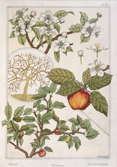 Albero di mele, frutti e fiori, da 