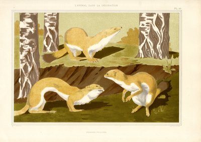 Studio degli ermellini nel bosco di betulle (litografia) da Maurice Pillard Verneuil