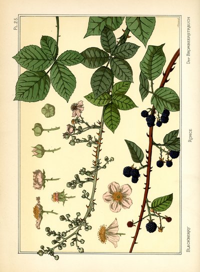 Il cespuglio di more da Maurice Pillard Verneuil