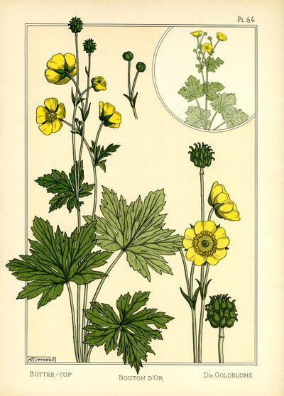 Il ranuncolo da Maurice Pillard Verneuil