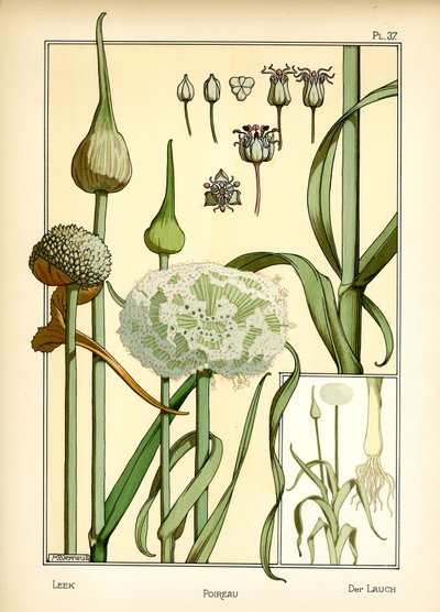Il porro da Maurice Pillard Verneuil