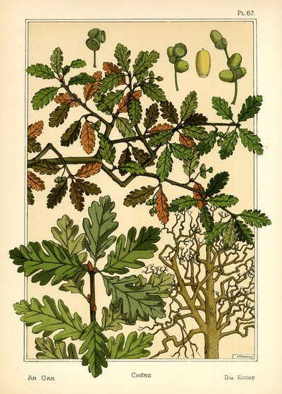 La quercia da Maurice Pillard Verneuil
