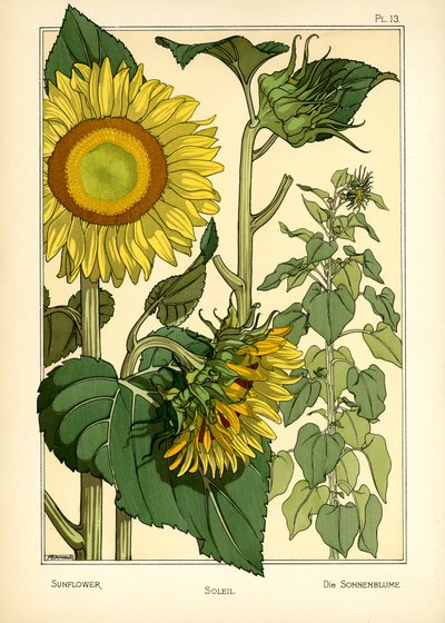 Il girasole da Maurice Pillard Verneuil