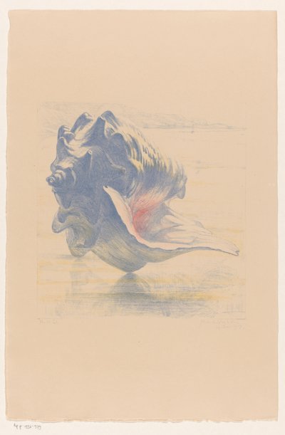 Conchiglia da Maurits van der Valk (signed by artist)