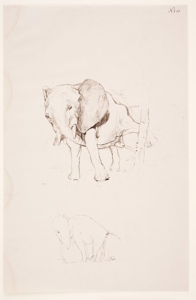 "Weg der Befleckung" - Elefante che espleta i suoi bisogni. 2 studi da Max Klinger