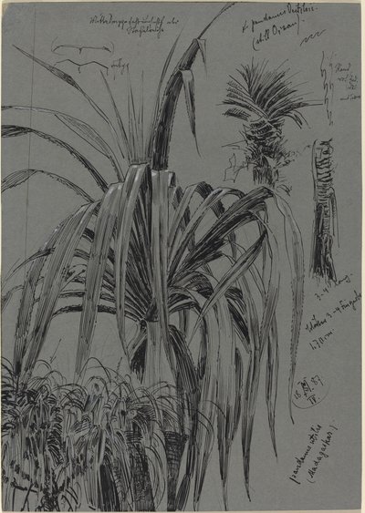 Studi di Pandani dal Madagascar da Max Seliger