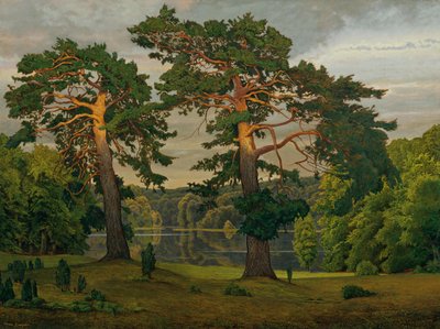 Pini ai margini della foresta da Max Zaeper