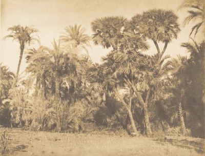 Bois de Dattiers et de Doums, a Hamarneh, 1849-50 da Maxime Du Camp