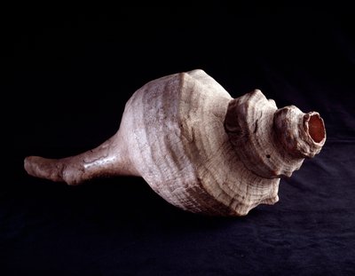 Arte precolombiana, civiltà Maya, periodo classico: conchiglia marina usata come strumento musicale (tromba). Da Uaxactun, Guatemala. Guatemala, Museo Nazionale di Archeologia e Etnologia da Mayan Mayan