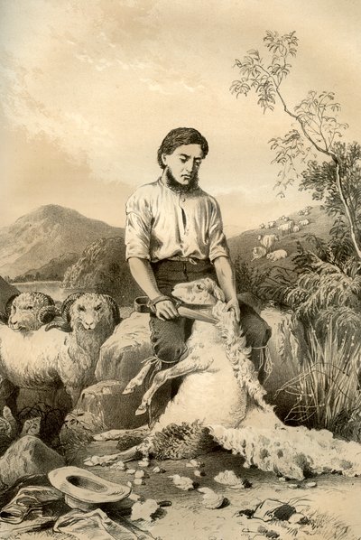 Tosatura delle pecore da McFarlane and Erskine