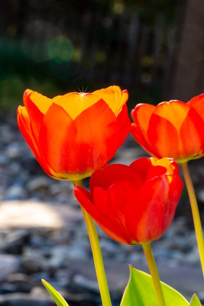 Tulipano splendente da Melanie Hermine Lichterfeld