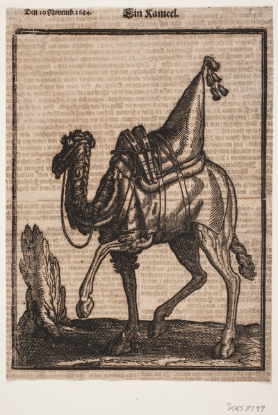 Dromedario sellato, profilo verso sinistra, con la testa dell