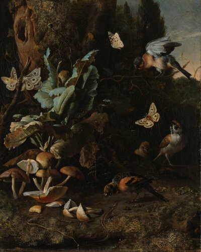 Animali e piante da Melchior d