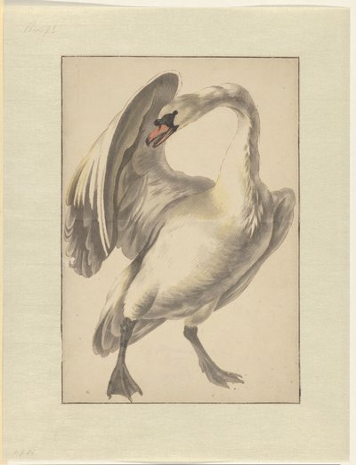 Cigno domestico bianco da Melchior d