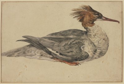 Anatra sdraiata con cresta marrone, becco e zampe rossi da Melchior de Hondecoeter