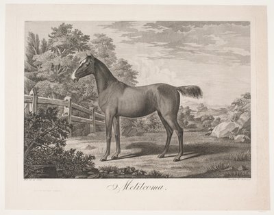 Il cavallo "Melilcoma" da Meno Haas