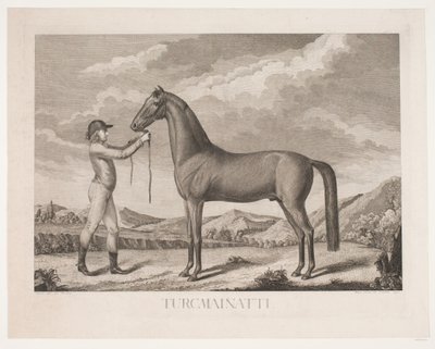 Il cavallo "Turcmainatti" da Meno Haas