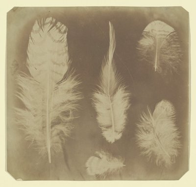Piume di pollo, ca. 1840 da Mervyn Herbert Nevil Story Maskelyne