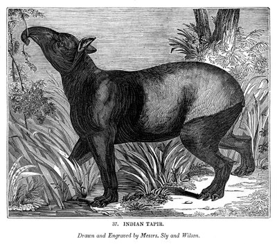Tapir indiano da Messrs Sly and Wilson