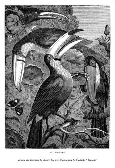 Tucani, c1770-1820 1843 da Messrs Sly and Wilson