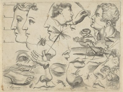 Foglio di studio con esempi di disegno: teste, parti del corpo e animali (Tekenvoorbeelden) da Michael Snijders