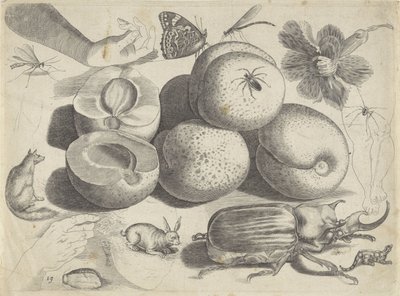 Foglio di studio con esempi di disegno: frutti, animali, insetti e mani da Michael Snijders