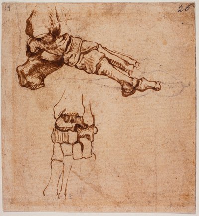 Studio anatomico del piede da Michelangelo (after) Buonarroti