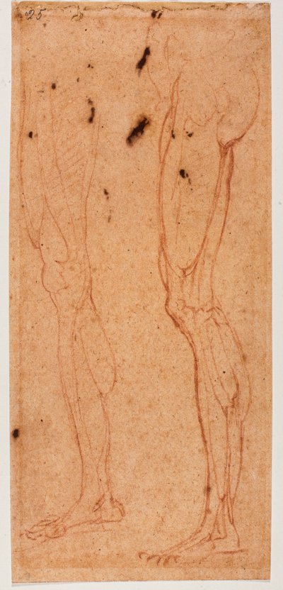 Studio di una gamba da Michelangelo (after) Buonarroti
