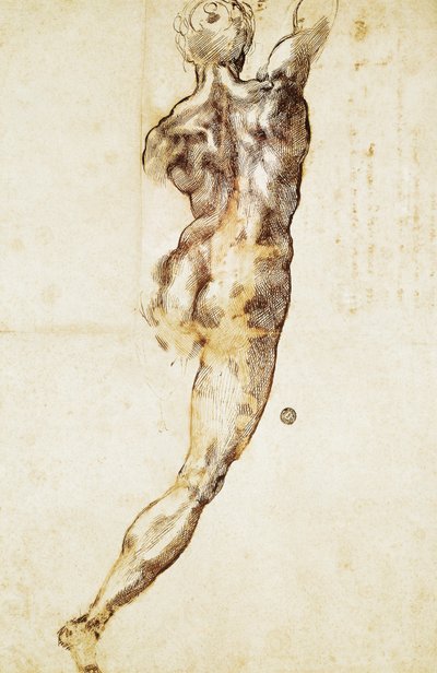 Un nudo maschile visto da dietro, studio per la Battaglia di Cascina, di Michelangelo, disegno da Michelangelo Buonarroti