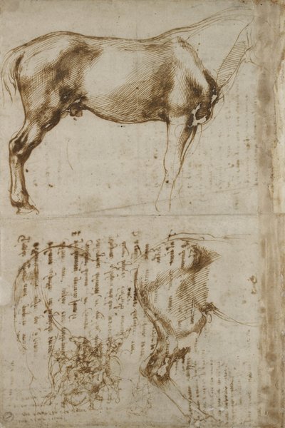 Studio anatomico di cavallo, 1504 da Michelangelo Buonarroti