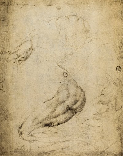 Studio anatomico da Michelangelo Buonarroti