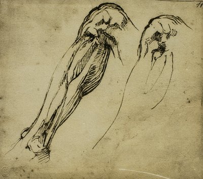 Studi anatomici di una gamba da Michelangelo Buonarroti