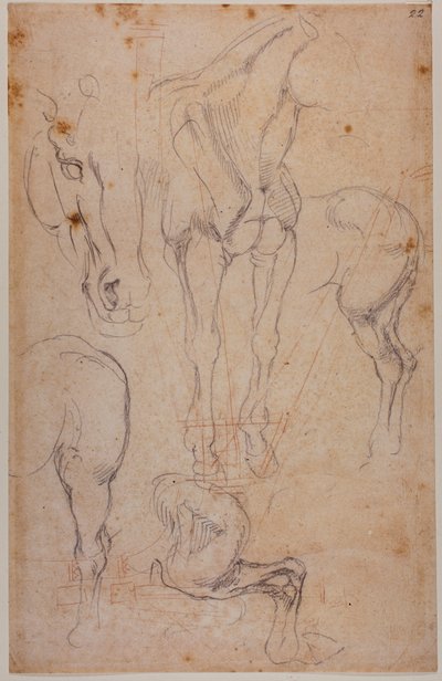 Studi anatomici di un cavallo da Michelangelo Buonarroti