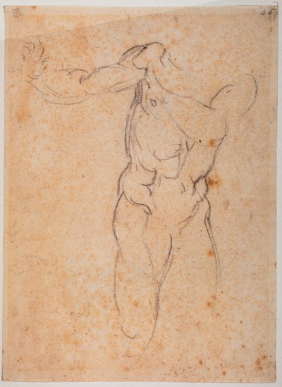 Studio per Adamo della 