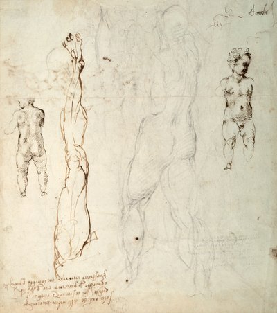 Studio del Bambino Gesù e un disegno anatomico con note (gesso nero e inchiostro marrone su carta) (verso) da Michelangelo Buonarroti