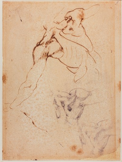 Studio di torso per la 